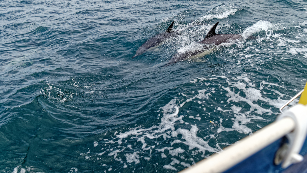 The largest pod of dolphins we saw came to play on the way to Howth and completely surrounded us