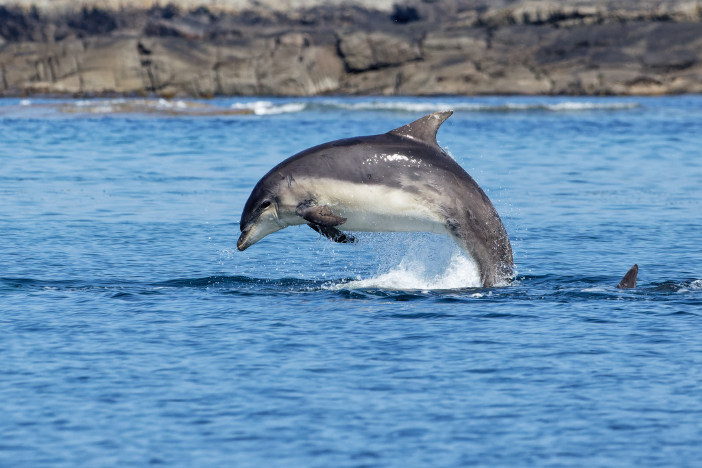 Dolphin Leaping in Senna Bay