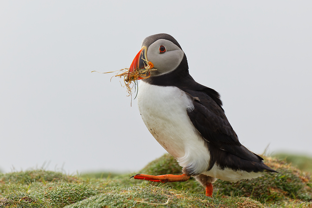 A Puffin gatthering nesting material on Fair Isle 1024px