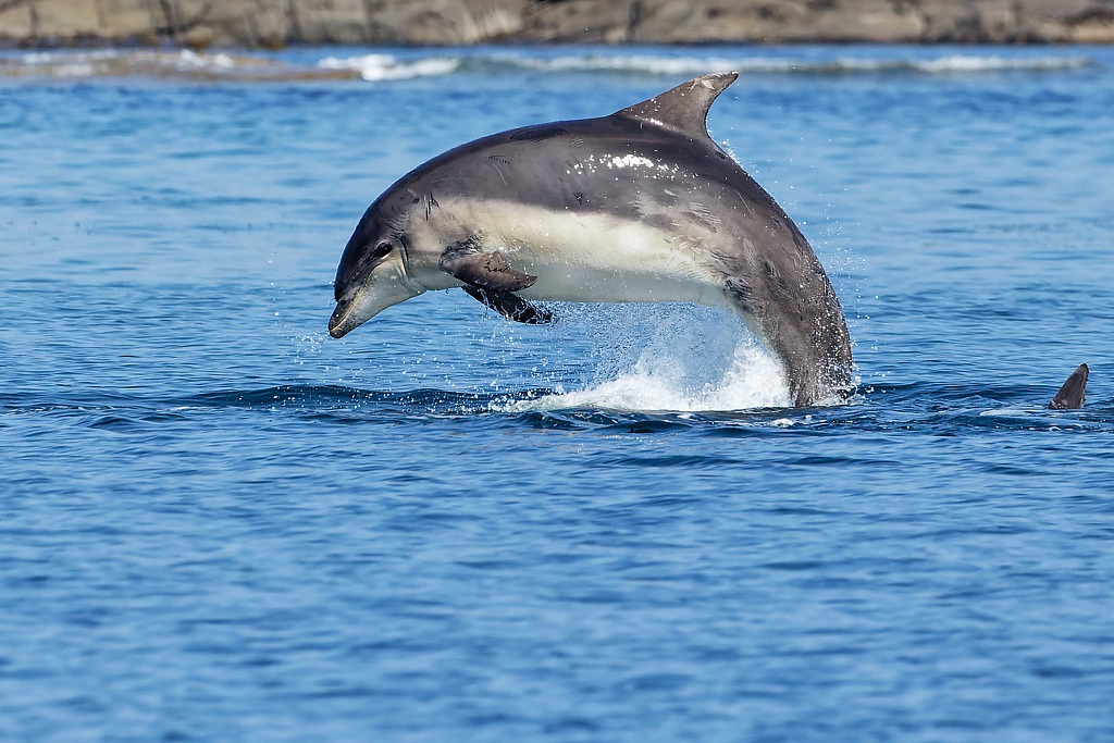 Dolphin leaping in Sanna Bay Ardnamurchan