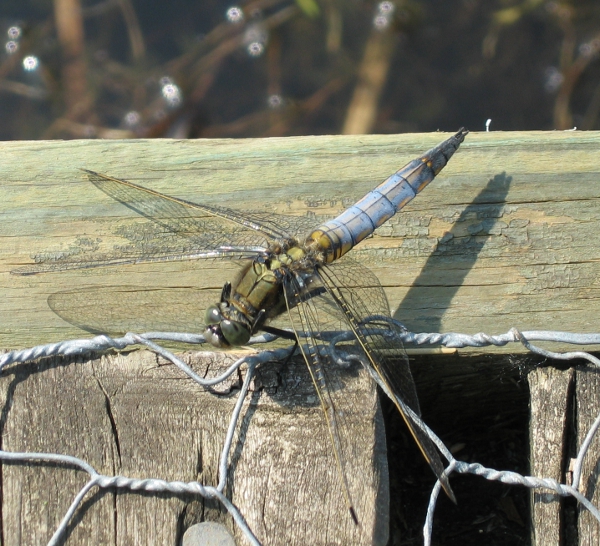 Hickling Dragonfly